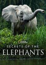 Watch Secrets of the Elephants Putlocker