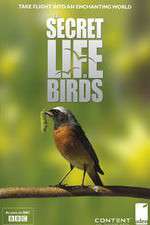 Watch Iolo's Secret Life of Birds Putlocker