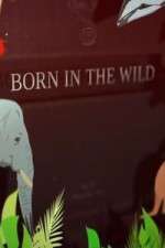 Watch Born In The Wild Putlocker