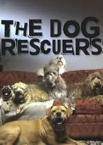 Watch The Dog Rescuers with Alan Davies Putlocker
