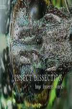 Watch Putlocker Insect Dissection How Insects Work Online