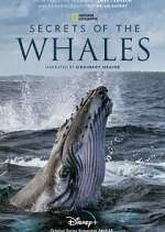 secrets of the whales tv poster